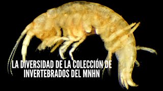 Charla: «La diversidad de la colección de invertebrados del MNHN» 🦀