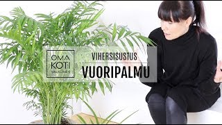 Vihersisustus  |  Vuoripalmu  |  Oma Koti Valkoinen