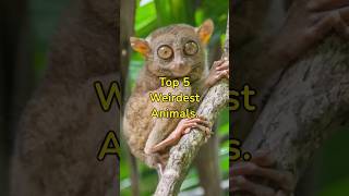 Top 5 Weirdest Animals #shorts #weirdanimals #top5