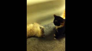 Two Cats Fighting it Out