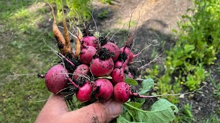 Seeding radish & carrots the EASY way with a Jang JP-1 seeder!