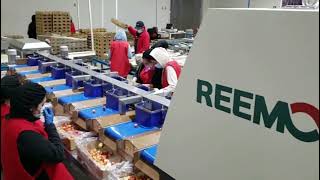 Reemoon Cherry Sorting Technology In Chile