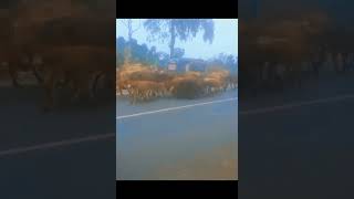 💕 Cowboy Taking Cow's To The Field Early In The Morning 🌅 In Sylhet, Bangladesh 💕 #canada #sylhet