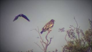 Kejsarörn/Eastern Imperial Eagle.