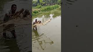 Fishing at the Village | গ্রামে মাছ শিকার।#nature #fishing #villagelife #net #village #river #fish