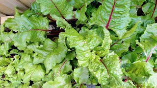 Super Healthy Beetroot Leaves thoran|ബീറ്റ്റൂട്ട് ഇല കളയല്ലേ നല്ല അടിപൊളി തോരൻ ഉണ്ടാക്കാം