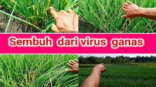 sembuh dari serangan virus ganas,tapi harus tetap selalu waspada