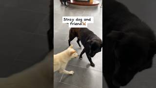 Stray dog and his energetic friend! 😅 #straydogs