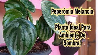 Peperômia Melancia # Planta Ideal Para Ambiente De Sombra!