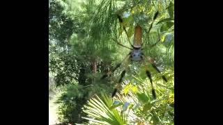 Banana Spider Blocks Trail