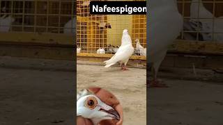 Madrasi pigeon #shorts #bird #viralvideo #shortsviral #nafeespigeon