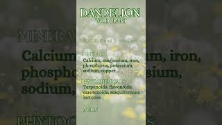 Dandelion - Taraxacum officinale