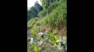 jagung Bojonegoro bagian selatan