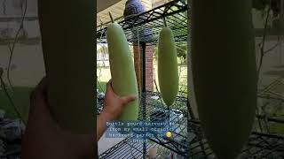 Bottle gourd harvest #4 from my small organic backyard garden