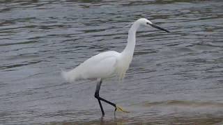 Aigrette Garzette le 2019 02 03 à 12:36:38