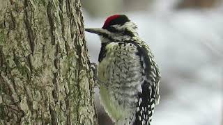 Yellow-bellied Sapsucker