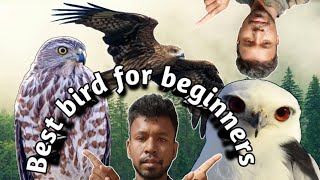 Best raptor bird for beginners