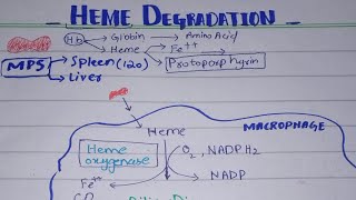 Heme Degradation [Bilirubin formation] Lippincott Biochemistry