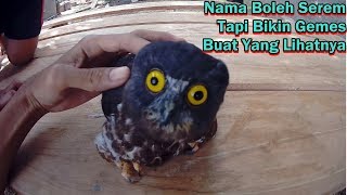 Burung Hantu Yang Cantik / Beautifull Owl