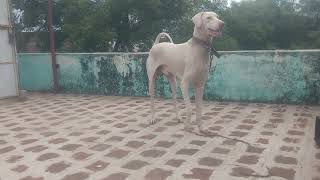 Rajapalayam Dog sales location Rajapalayam male& female transport available call me 7639524433