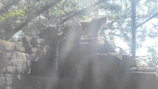 Snow Leopards Chilling at Lakeland Wildlife Oasis