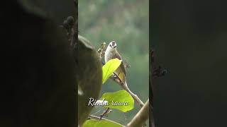 Indonesian yellow vanted bulbul