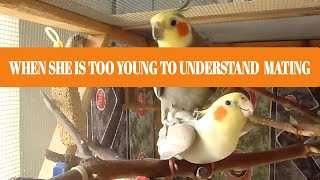 When Female Cockatiel Is Too Young To Understand Mating | @FLAME-U |