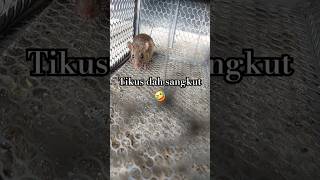 Tikus dah sangkut 🤣 #funny #comedy #desivlog #abang #adik