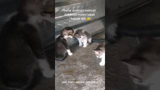 Anak kucing 5 ekor ditinggal induknya main sendiri-sendiri. #shorts