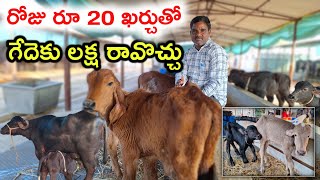 రోజు రూ 20  ఖర్చు Raising calves in dairy farm @MalleshAdla