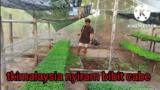 tkimalaysia proses menyiram bibit cabe