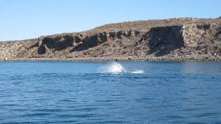 Dolphins Isla Ensenada