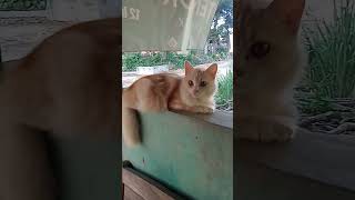 jenis kucing apakah ini yang tau boleh unjuk rasa #shorts