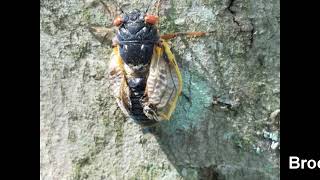 Brood X Cicadas climbing the trees, May 19, 2021