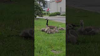 Baby Canada Geese on the Grass in the Parking Lot of Toronto #goslings #babygeese #parkinglot