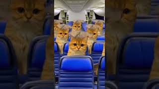 Bouncing cats in a bouncing plane 😆🤪😂