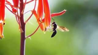 close up of a wasp HD