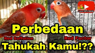 lovebird red factor dan red suffution - apa perbedaanya..!??