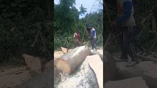 PEMBELAHAN KAYU RANDU UNTUK BAHAN  PAPAN COR#sorts #viral #kayu #chainsaw @jtmkayuofficial3403