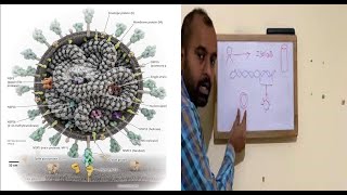 #Vaccinationtechnologyfor corona#Vaccination Science#Live Vaccines#Attenuated VAccines# Viral Vector