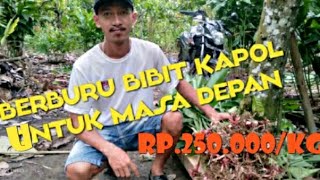 Pengen Jadi Milyader!!! Tanaman kapulaga