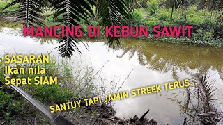 Mancing Di Kebun Sawit Sasaran Ikan Nila Dan Sepat Siam || mancing seru ||  traditional fishing