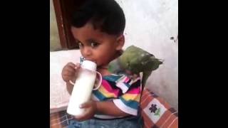 Parroit secure baby funny video