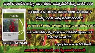 #syngenta #2043 chilli seeds || bydagi segment hph 2043 || అధిక ధర పలుకుతున్న మిరప రకం #mirchiseeds