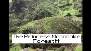 Yakushima Hike: Shiratani Unsuikyo!