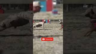 Exhibicion y entrenamiento k9 perro policía #shorts