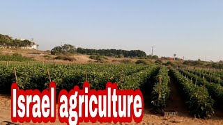 When in israel: Agriculture# Part 1