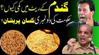 What is the government rate of wheat in Pakistan 2023?|Wheat Price in Pakistan Today 2023