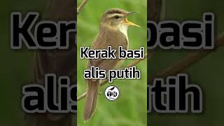 Kerak basi alis putih