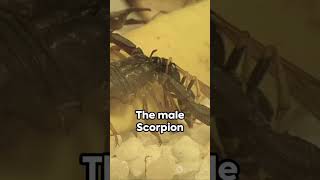 Scorpion 🦂🦂 Fly